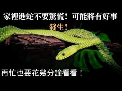 家裡有蛇代表什麼|【家裡有蛇 代表】家中驚現蛇跡！代表吉兆還是凶兆？